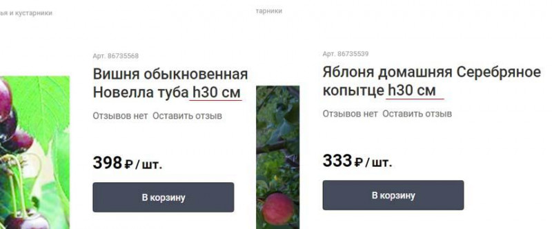 Леруа-вытота саженцев.jpg