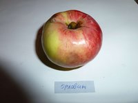 Орловим