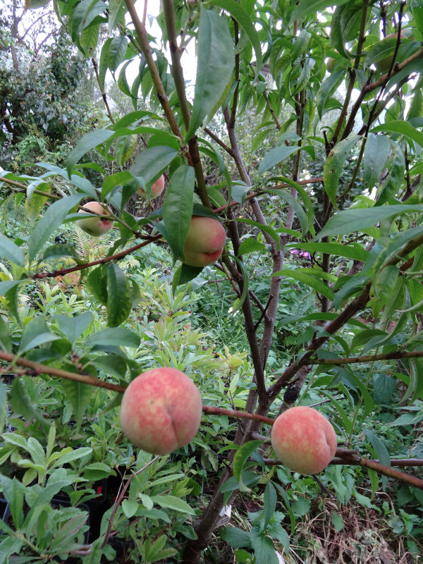 DSC04471а.jpg
