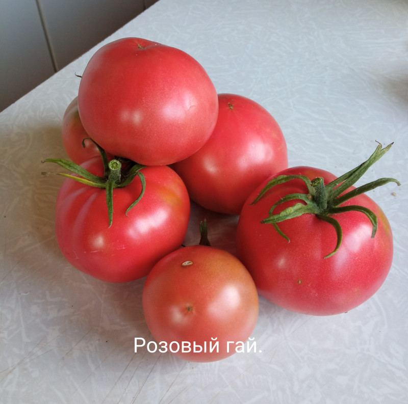 Фото первых плодов Р. Г.