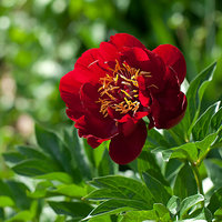 Buckeye-Belle-(первый-цветок)-2012.jpg