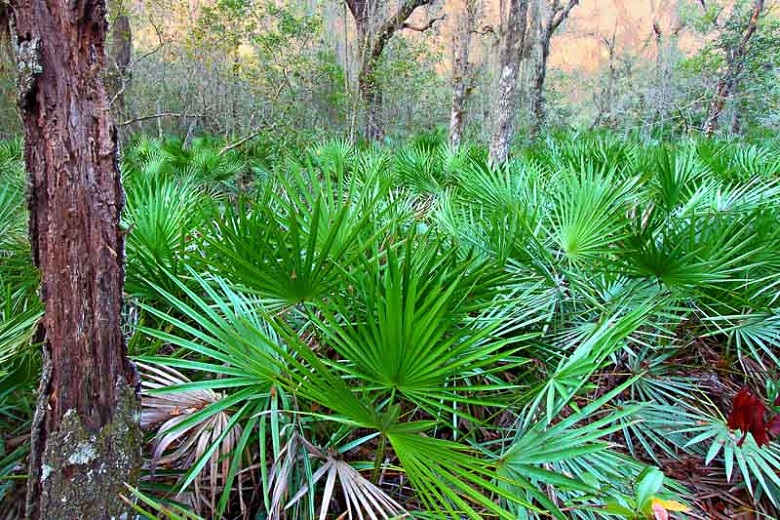 serenoa repens.jpg