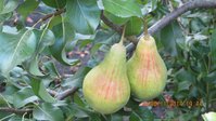 Куйбышевская золотистая