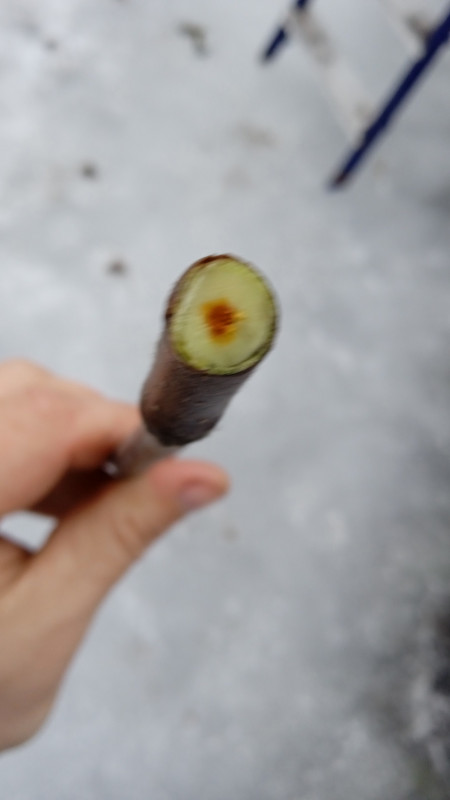 Дыямент