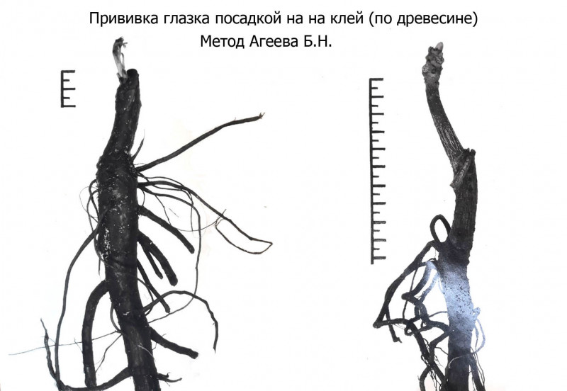 прививка_розы.jpg