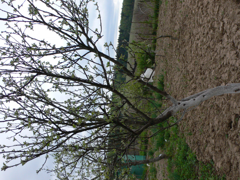 P1030431.jpg