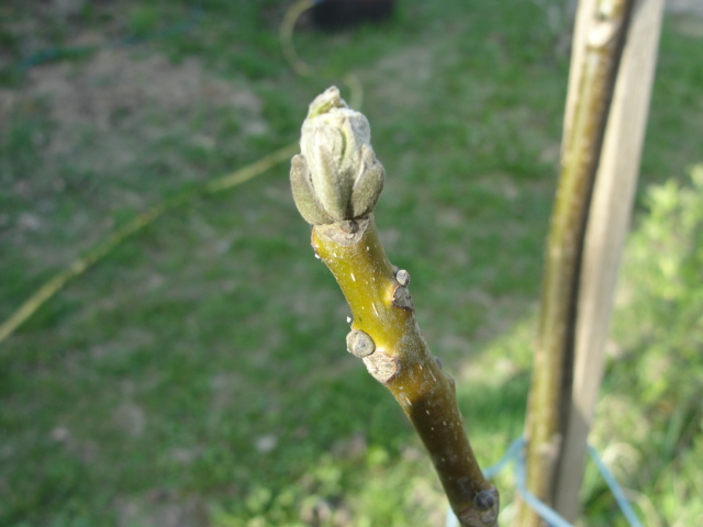 DSC07600.JPG