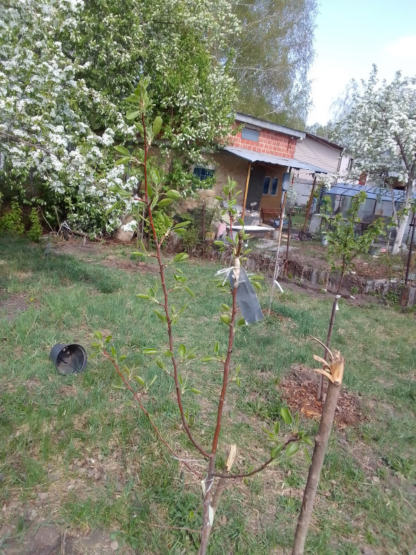 Чижовская