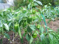 IMG_6105.jpg