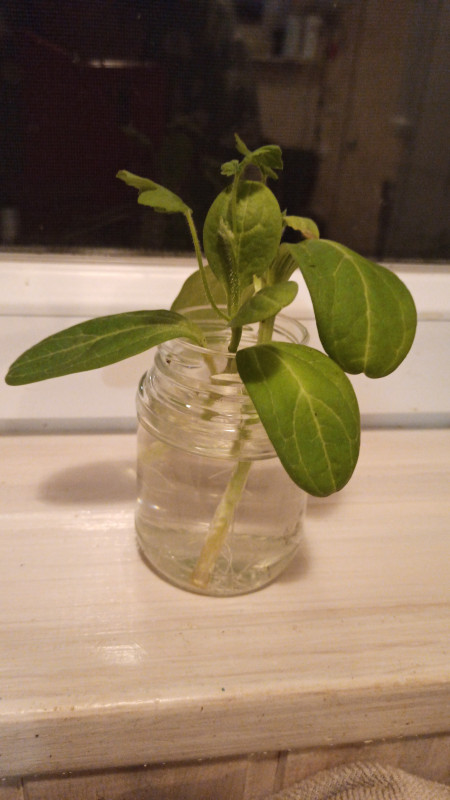 IMG-20230518-WA0056.jpeg