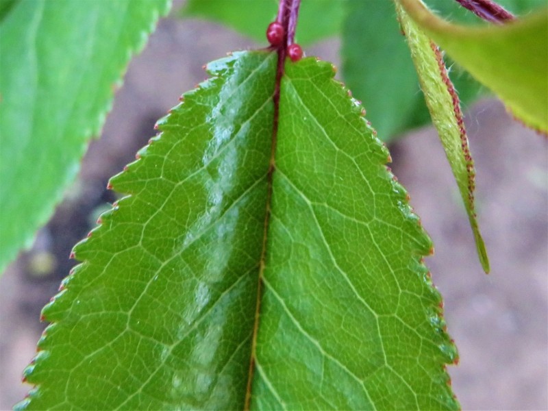 IMG_5792 .jpg