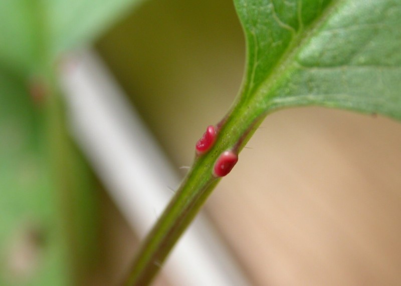Glandes_Prunus_avium.jpg