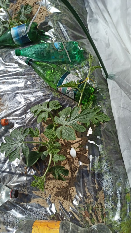 IMG-20230613-WA0044.jpeg