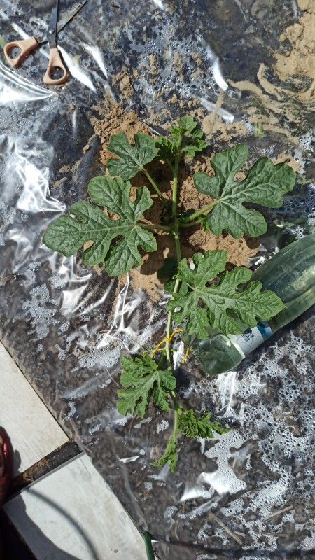 IMG-20230613-WA0046.jpeg