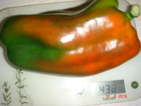 DSC08741.JPG