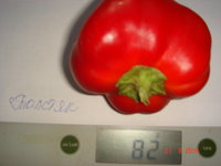 DSC08748.JPG