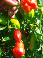 DSC08775.JPG