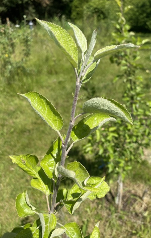 IMG_5559.jpeg