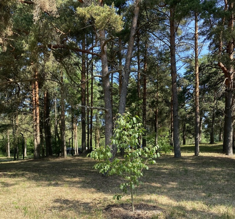 Роща 500 грецк орех 18.06.2023_2_2.jpg