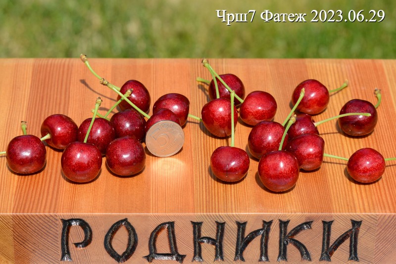 Чрш7 23_02.jpg