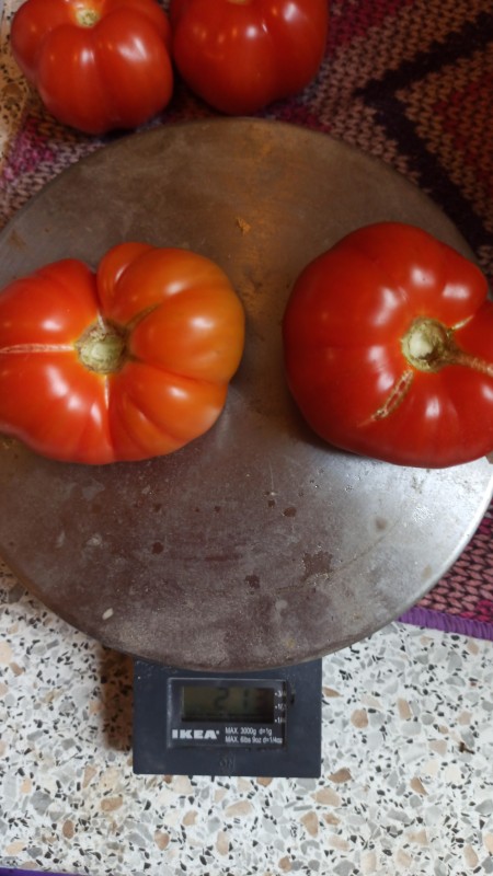 IMG-20230703-WA0008.jpeg