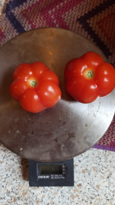 IMG-20230703-WA0006.jpeg