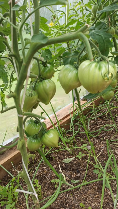 IMG-20230703-WA0010.jpeg