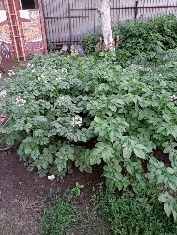 IMG20230707212226.jpg