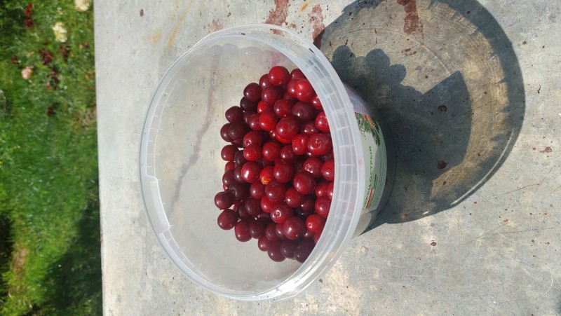 Игрицкая