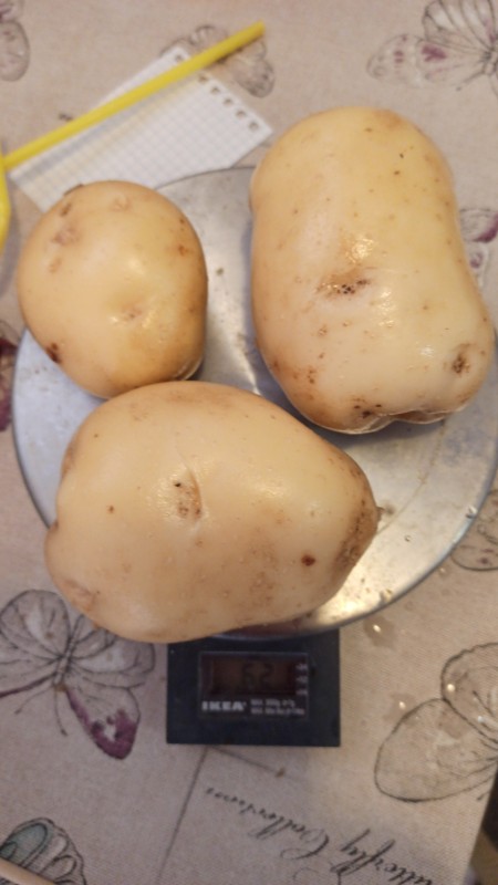 IMG-20230712-WA0061.jpeg