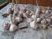 летний чеснок.JPG