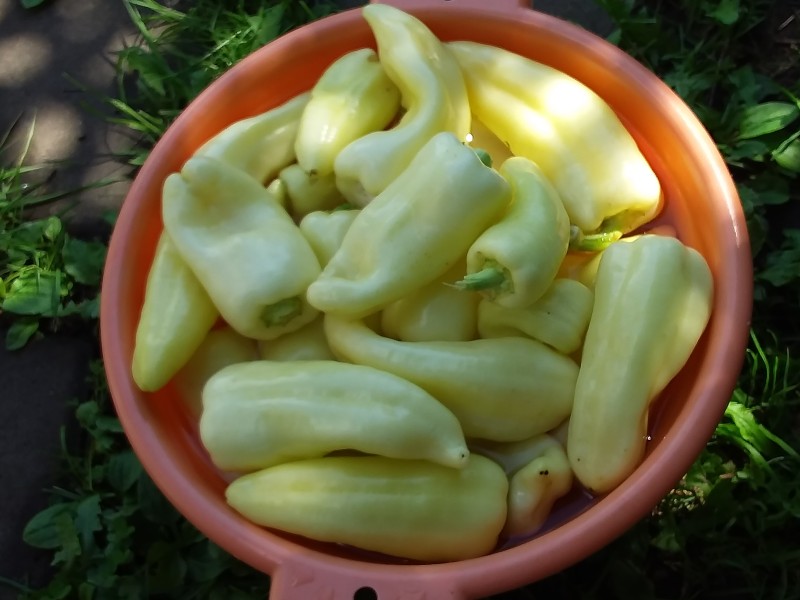 20230731_111808.jpg