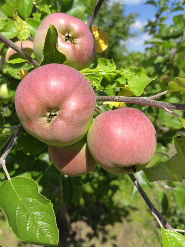 Амброзия
