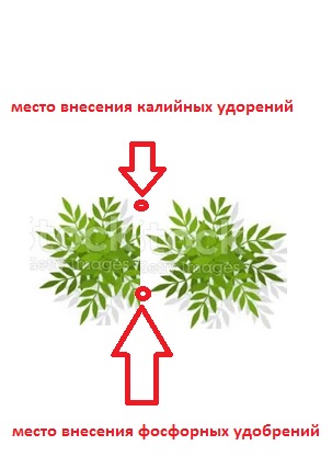 места внесения удобрений.jpg