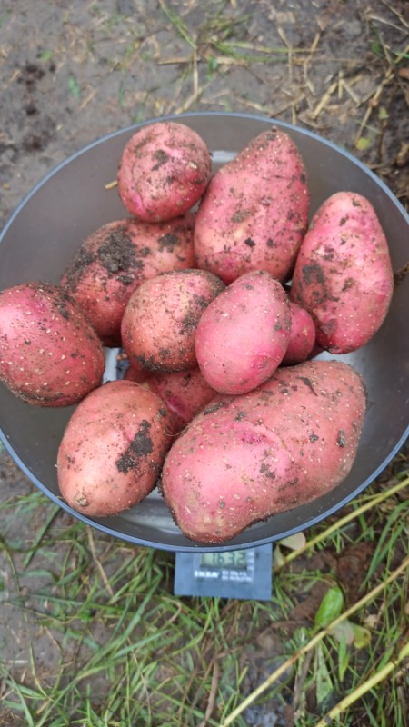 IMG-20230811-WA0022.jpeg