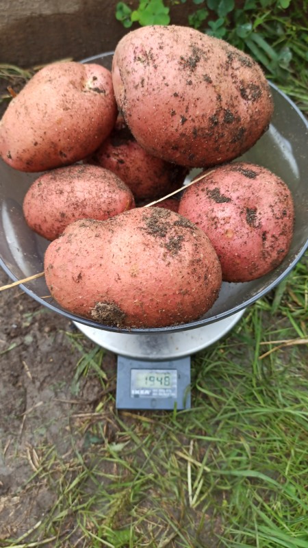 IMG-20230811-WA0048.jpeg