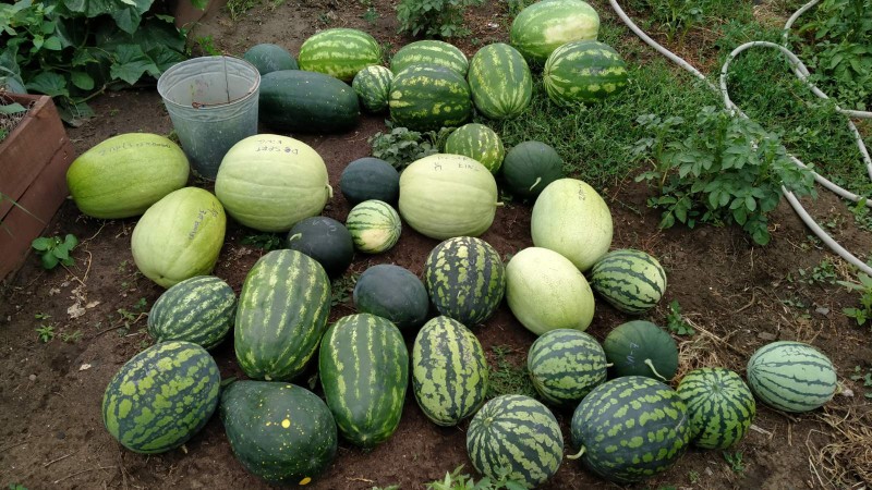 изображение_viber_2023-08-12_23-02-49-367.jpg