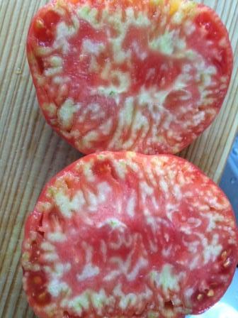белый хрящ в плодах томата от непоступления калия при выоком фосфоре.jpg