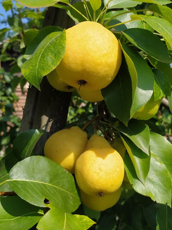 Праздничная