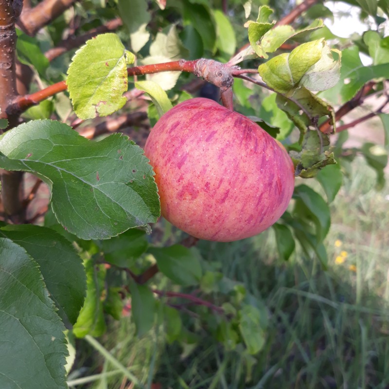 20190818_165408 Болотовское.jpg