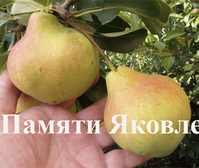IMG_6147.jpeg