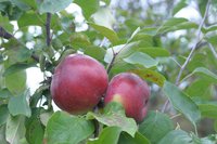 Бел сладкое 14-09.jpg