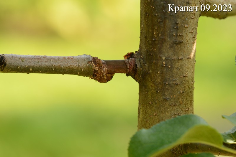 Крапач0923_5.jpg
