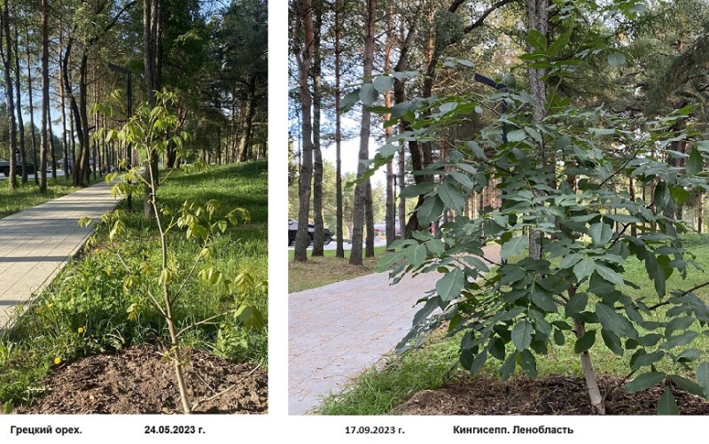 сравнение грец орех Роща 500 2023г.__2.jpg