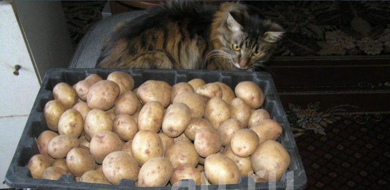 Image 33.jpg