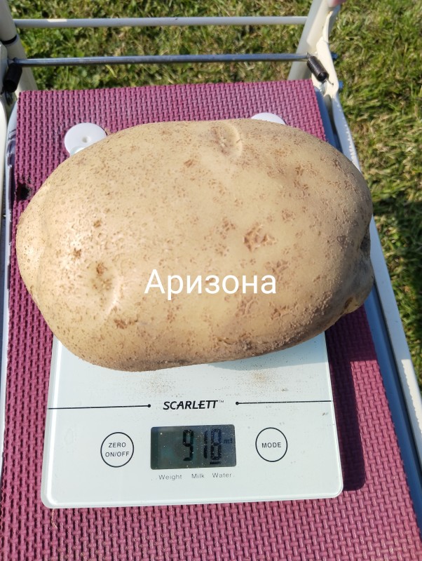 Аризона1.jpg