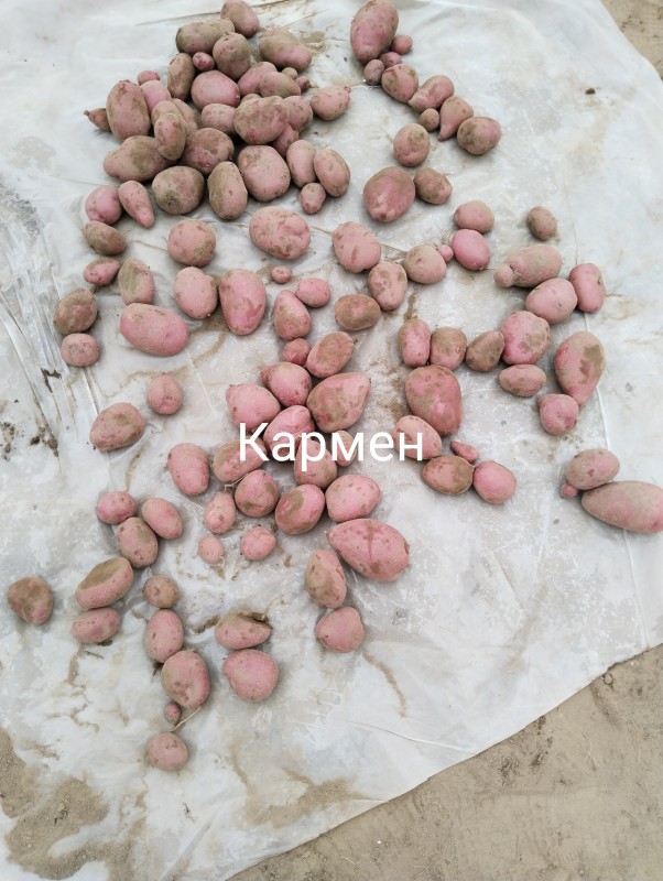 Кармен.jpg