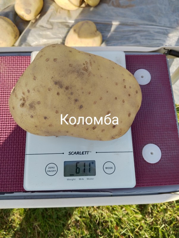 Коломба1.jpg