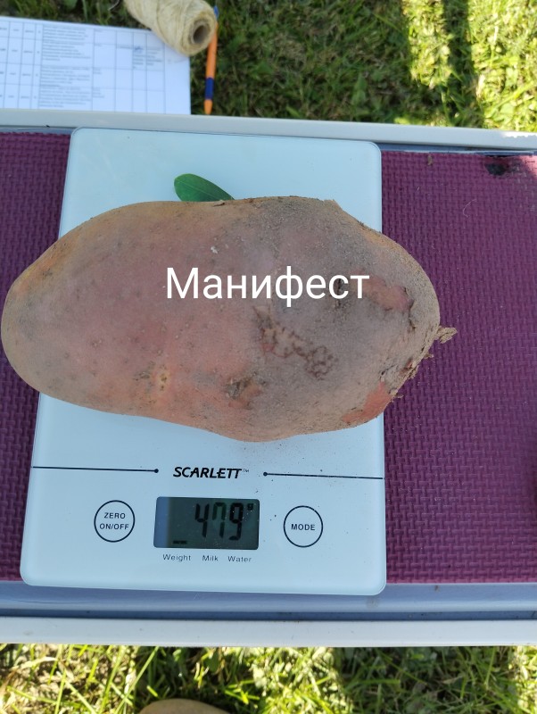 Манифест1.jpg