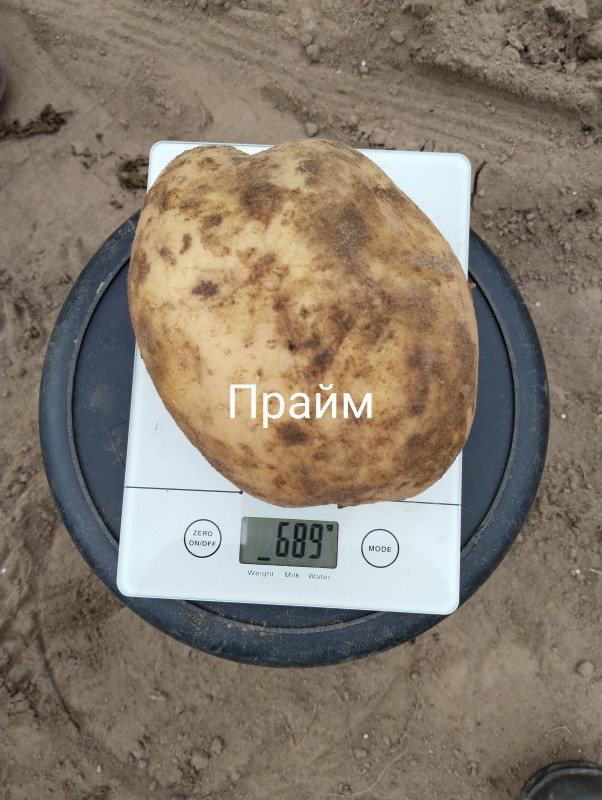 Прайм1.jpg